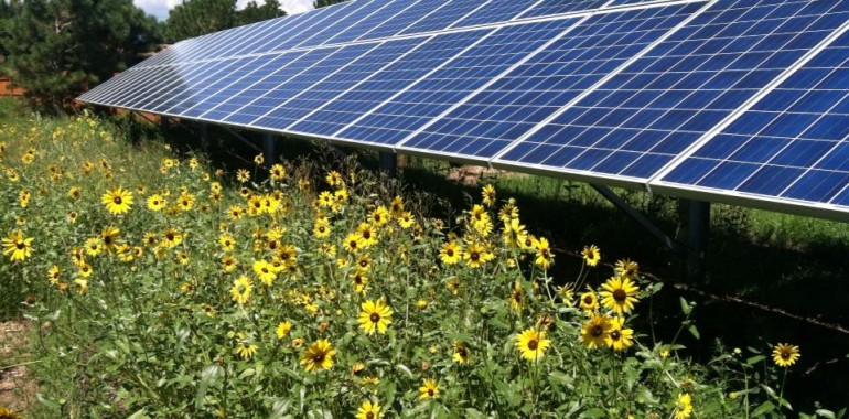 Solar panels in front of sunflowers