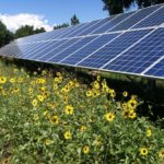 Solar panels and sunflowers
