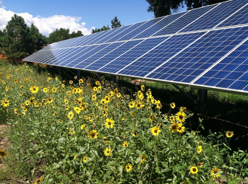 Solar panels and sunflowers
