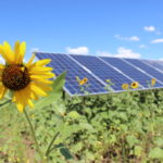 a row of solar panels and sunflowers