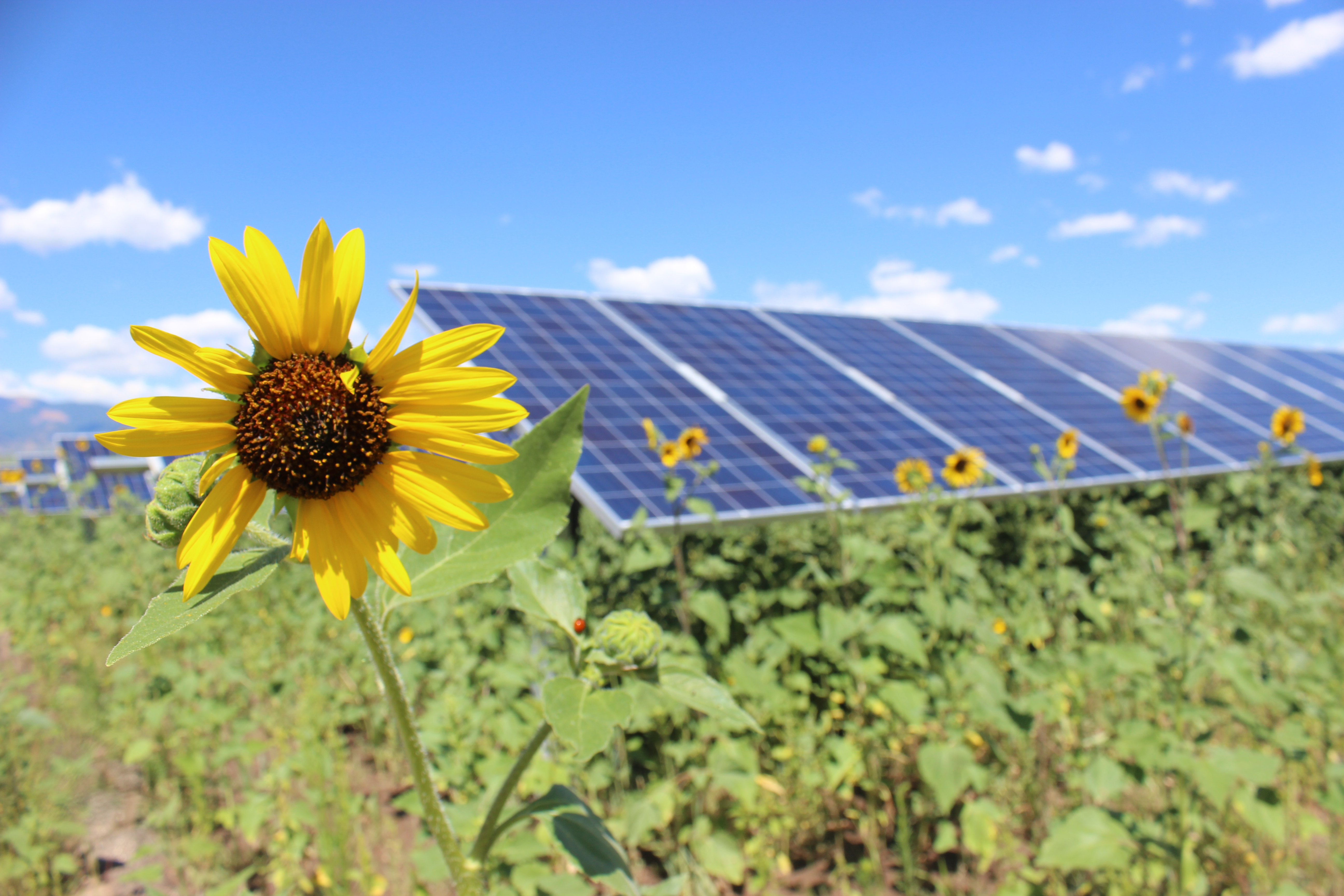 a row of solar panels and sunflowers