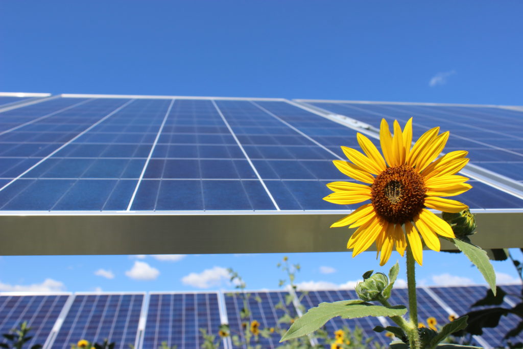 Close up of sunflower and solar panels