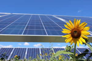 sunflower in front of solar panel