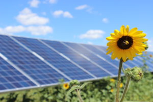 Sunflower in front of solar panels