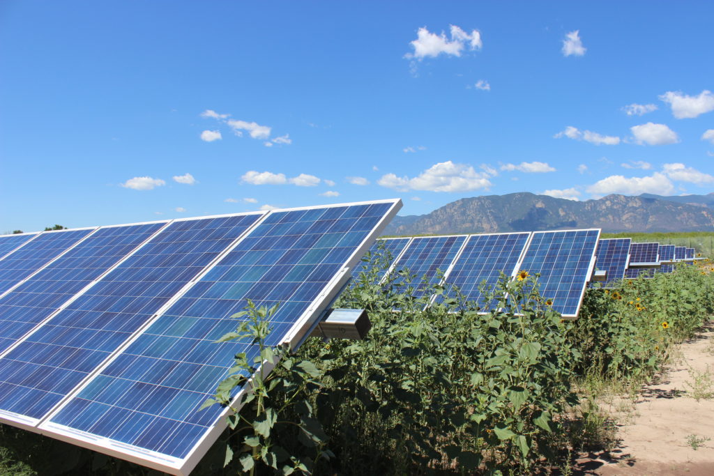 Rows of solar panels