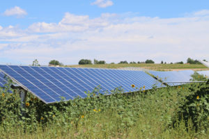 Solar panel in sunflower field