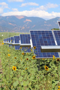 sunflowers and solar panels