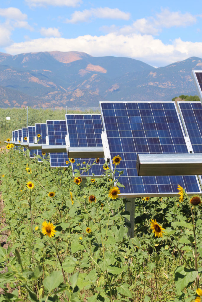 sunflowers and solar panels