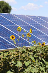 Group of sunflowers grows in front of solar panels